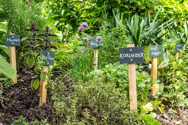Kräutergarten anlegen